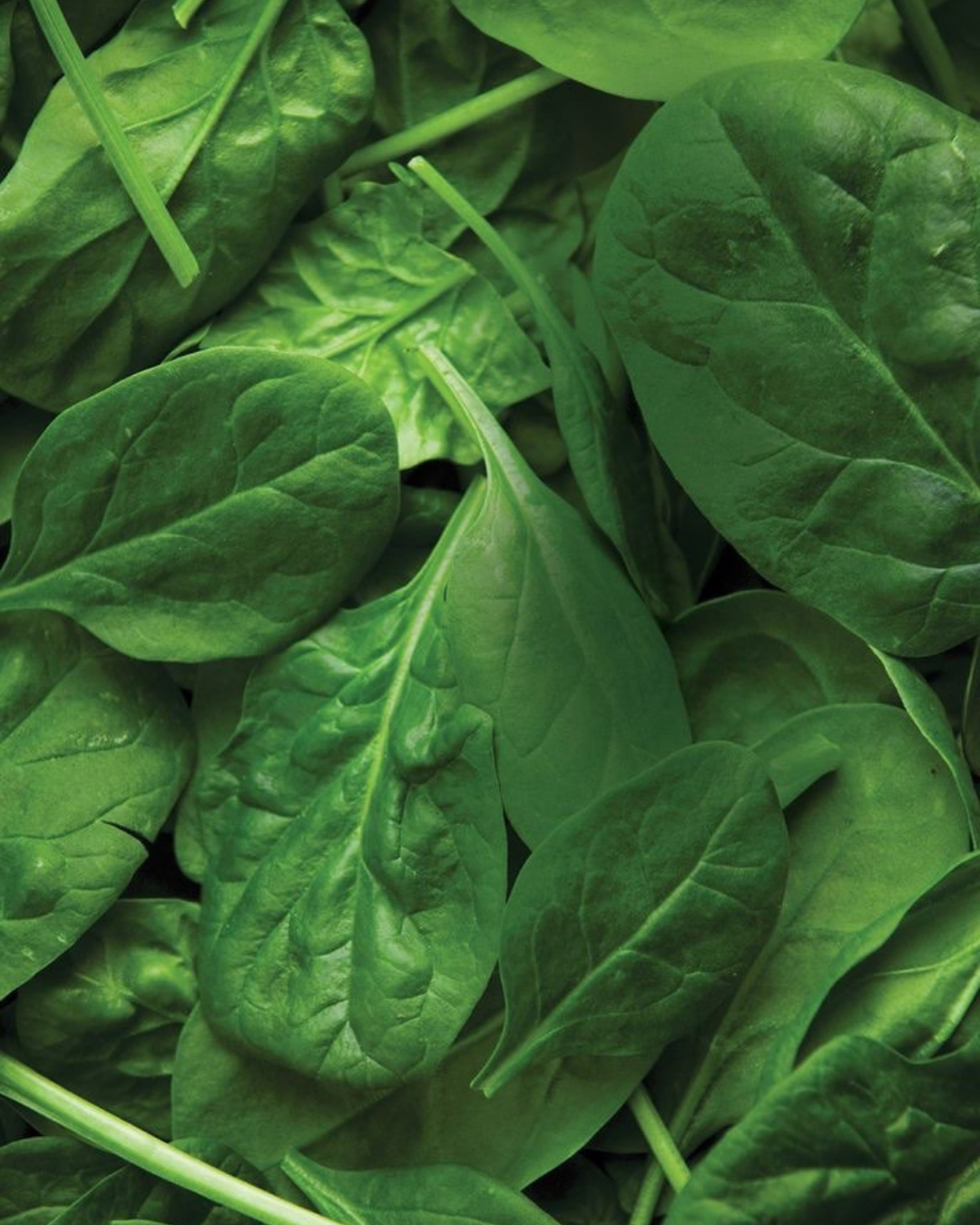 épinards ingrédient cosmétique pigment végétal 